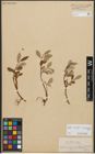 Foto von Salix reticulata L. x Salix waldsteiniana Willd.